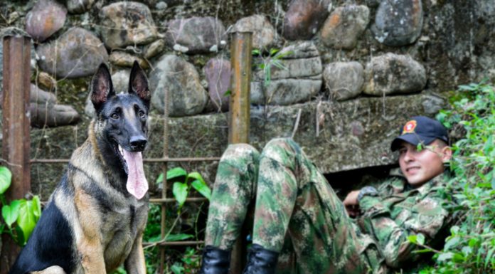 *Binomio canino una dupla contundente en el resultado de la misión*
