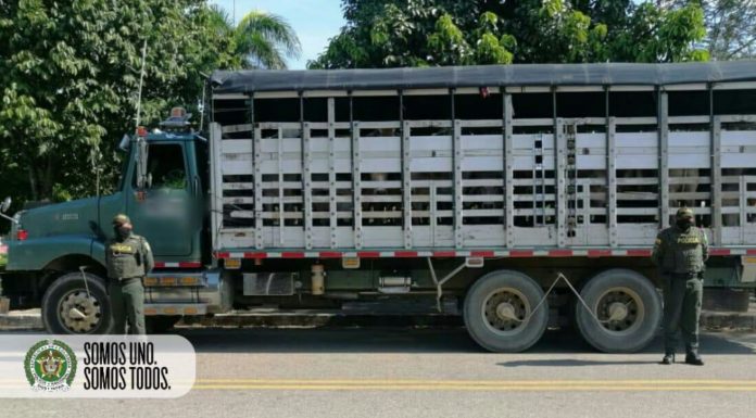 *INCAUTACIÓN DE 15 SEMOVIENTES*