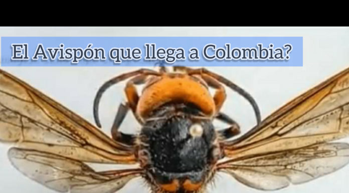 ¿Puede llegar el ‘avispón asesino’ a Colombia?