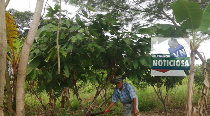 Aprovechó la ayuda del Gobierno y se convirtió en productor de cacao