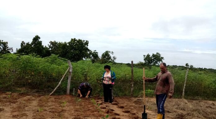 Mujer cabeza de hogar emprende en medio de la pandemia cultivo de cúrcuma en su finca restituida de Puerto Gaitán, Meta