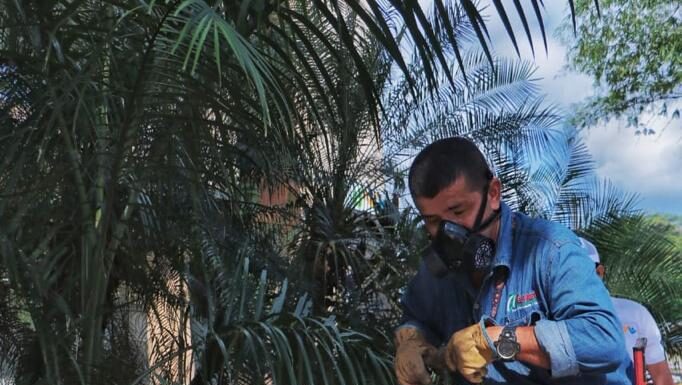 Comienza control y verificación del árbol Samán de la ciudad de Villavicencio