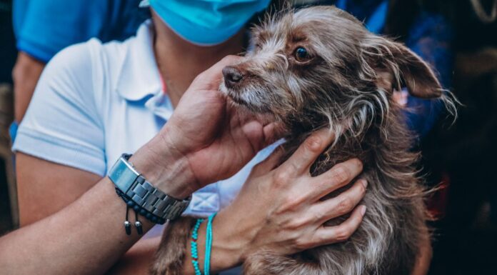 CONVENIO ENTRE ALCALDÍA Y UNILLANOS ESTERILIZARÁ MIL MASCOTAS EN LO QUE RESTA DEL AÑO