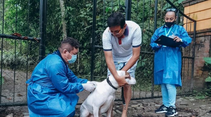 MÁS DE 85 MIL PERROS Y GATOS HAN SIDO VACUNADOS CONTRA LA RABIA EN LO CORRIDO DEL AÑO 2021