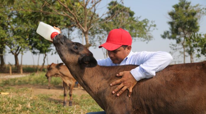 Con Alquería Pro se ha logrado mejorar la productividad de fincas ganaderas hasta en un 20%
